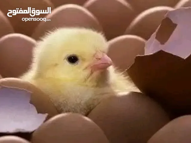 صوص بلدي نخب.