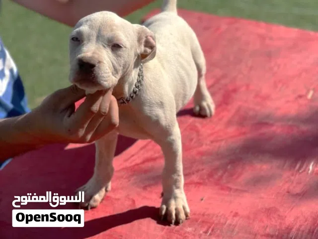 اميركان بولي XL