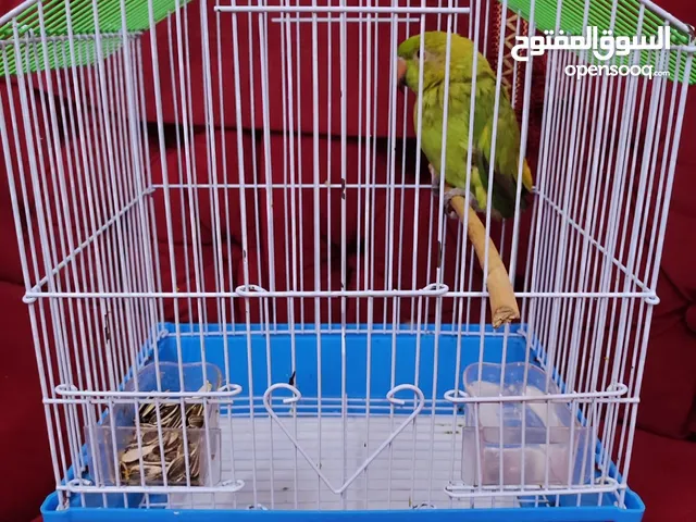 ببغاء دره شوف الوصف