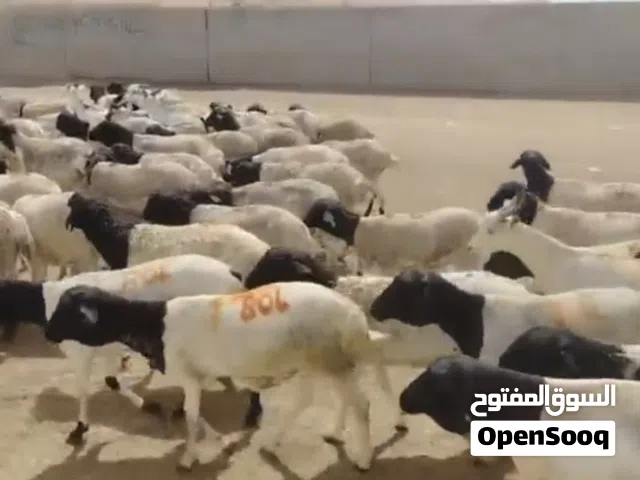 أغنام صوماليه للبيع