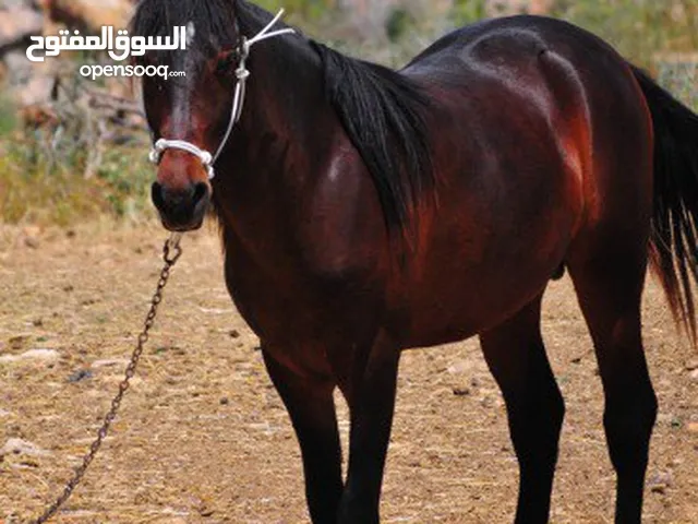 مهر عربي بدوي للبيع