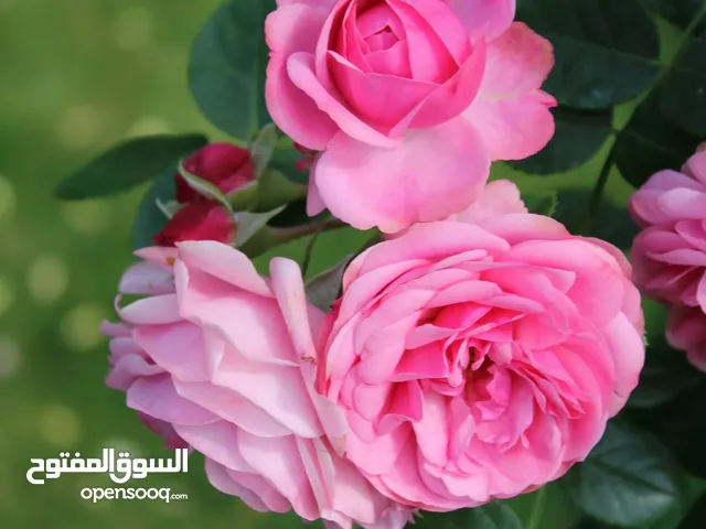 السلام عليكم مطلوب جاج باكستاني لون اسود احمر في المفرق