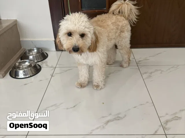 كلب بودل مكس ذكر عمره 7 اشهر ( مواليد 3\9\2025) للبيع