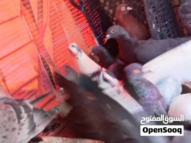 حمام للبيع تقريباً 50 حبه زواجل للبيه كلو شغال بيه جوزين قاعدات على بيض ولباقي بطارد على بيض  الجوز