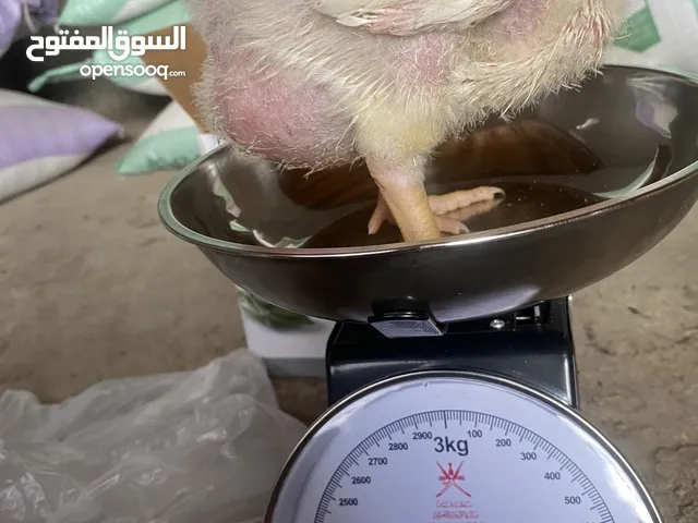 دجاج ابيض لاحم
