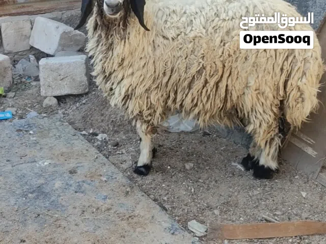 نعجة خشنه كلش تنفع كصابة وتنفع جني سعرها 550 وبيها مجال بسيط، مكاني البصرة ابي الخصيب حم