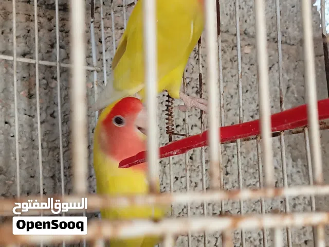 كوبيه بركديلو فيس حمرا على دحي