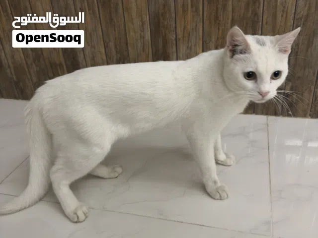 قط ابيض ذكر مجاناً free white cat male