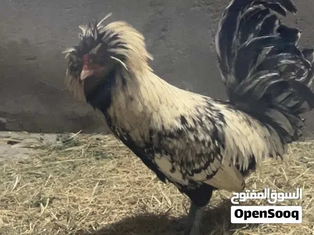 السلام عليكم ديج بالوني فول مواصفاة