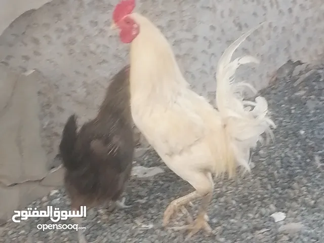ديوك عمانية للبيع