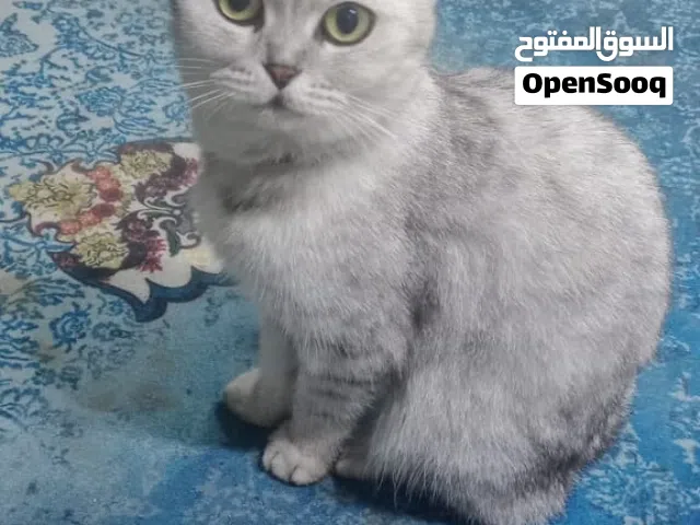 قطه هيه واولاذها للبيع