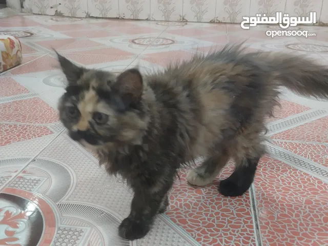 قطط للبيع بصحه جيده نثيه و ذكر