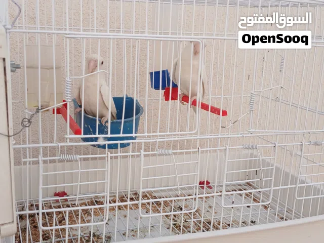 عصافير بركاديلوا