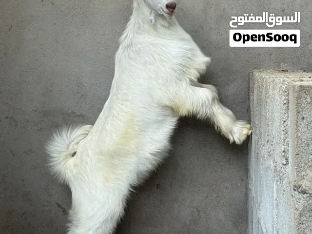جعد فول سمنه لتربيه