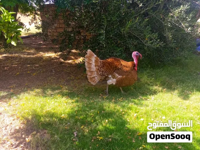 2 ديك رومي