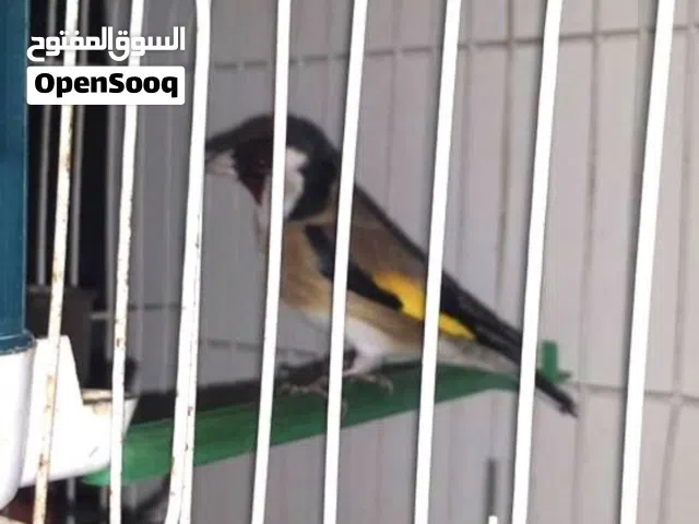 ذكر حسون للبيع