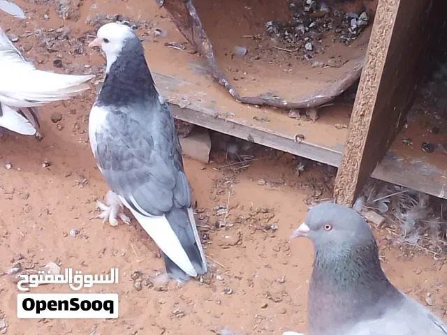 السلام عليكم اندور في أنثى تاكلا قلاب عمودي