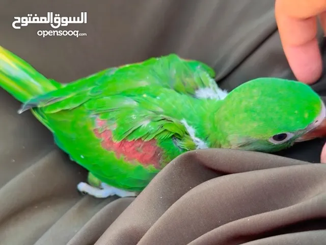 فرخ او فروخ ببغاء النيبالي الأحجام سوبر جامبو