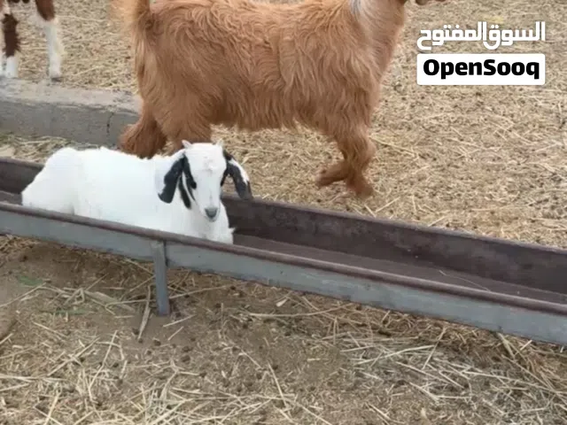 تيس من حلال بني سعيد الاصل