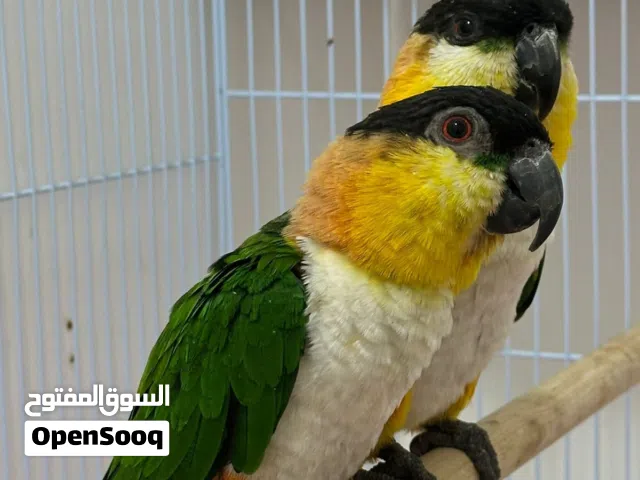 زوج ببغاء الكايك بلاك هيد