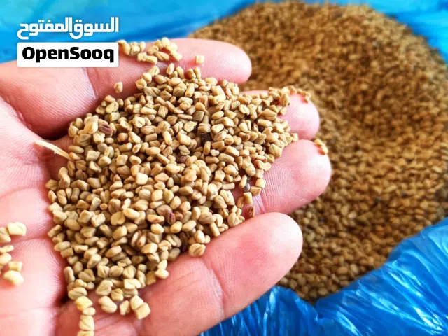 بذور حلبة درجة اولى