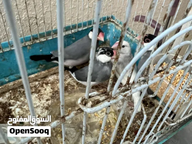 طيور جاوا للبيع