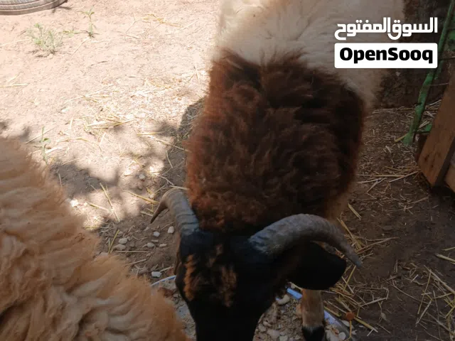 للبيع سعي حولي و حولية