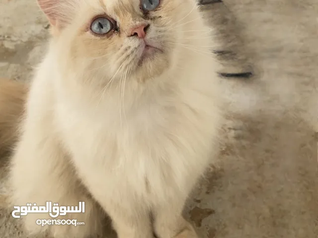 قطط للبيع 1000 الجاد فقط