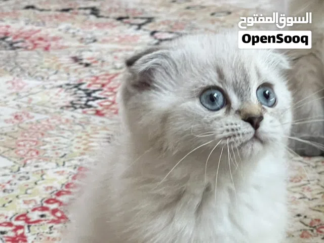 قطط سكوتش وهملايا للبيع