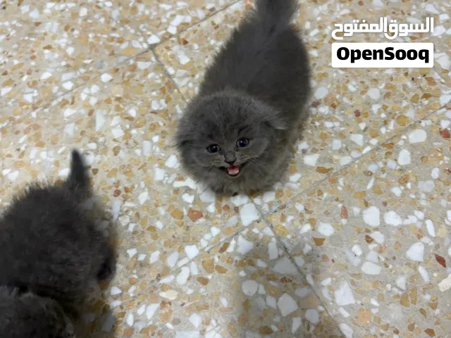 قطط عمرهم 45يوم متعودين على الليتر بوكس وتاكل دراي فود و وايت فود لعوبين جدا