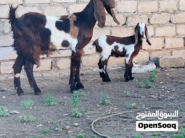 ماعز هجين بكستانيه والده عناق