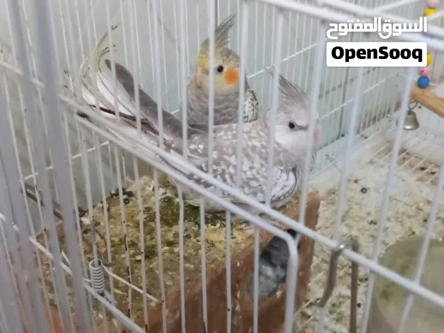 كروان للبيع