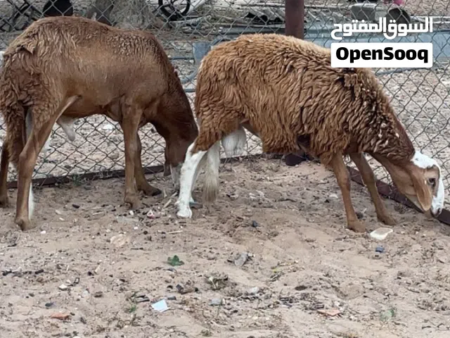 خروف تهري سوداني لللعيد وكان ع السعر نساعدوك كيف امبدل الخروف