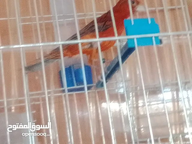 حمام مخملي