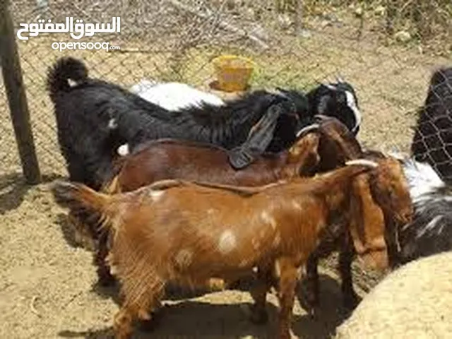 جدي بلدي لحم مرتب