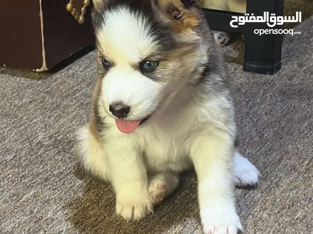هسكي صغير