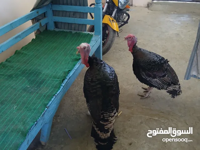 لحم رومي مصري بالكويت