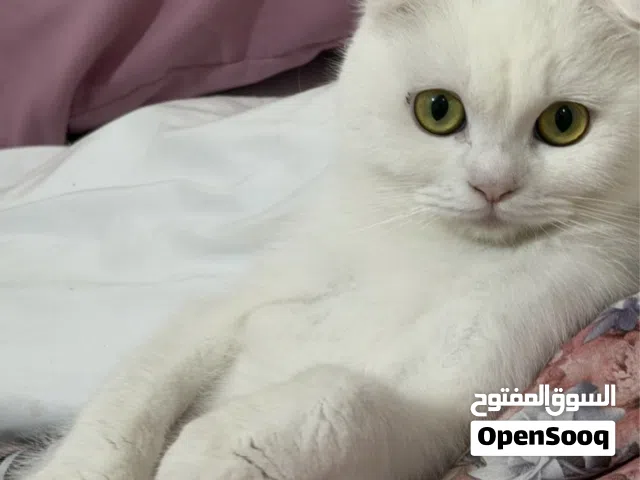 سكوتش فولد