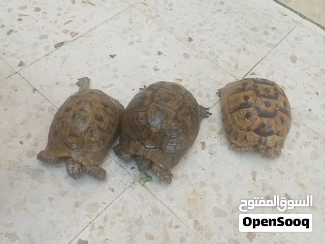 سلاحف منزليه للبيع بسعر 20دينار
