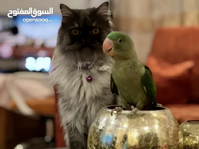 ببغاء النيبالي
