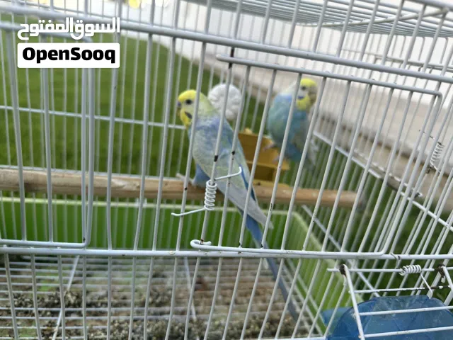 كوبيه رينبو