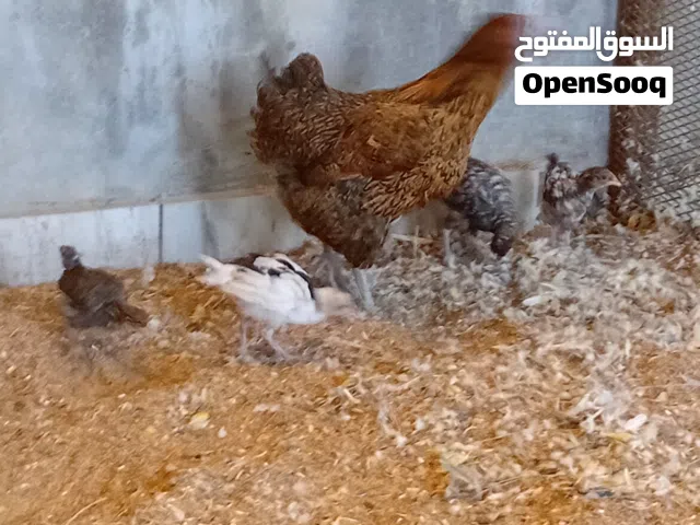 دجاجه تحتها 6 فلاليس