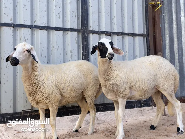 2حوليات للبيع