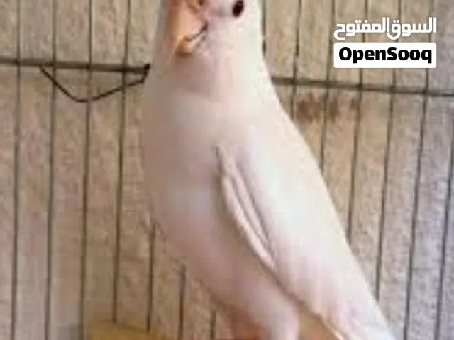 مطلوب طيرة البينو عين حمرا صحة ونضافة وتكون اشتغلت منتجة  اللي عنده لا يبخل مع ذكر السعر من الاخر