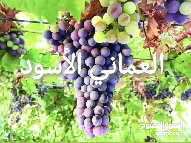 شتلات عنب للبيع