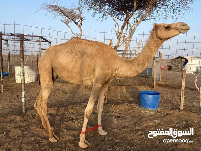 البيع حلال طيب