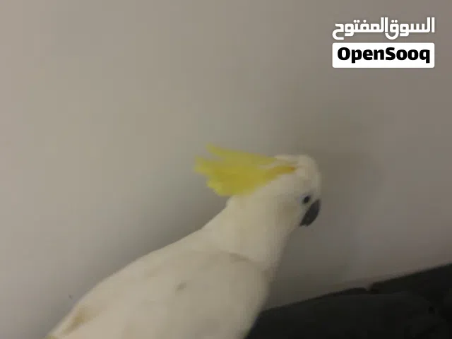 ببغاء yellow crested cockatoo للبيع