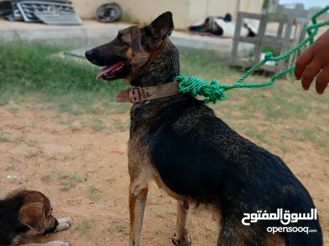 كلبه ولف نتي مشاءالله عمرها 8شهور