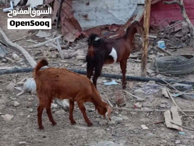 صخلة شامية وراها نثية وحبلة
