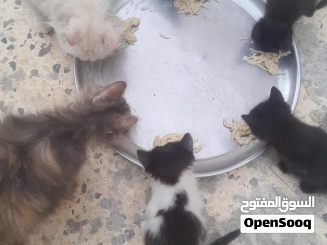 قطط لتبني العمر شهرين ونص يعرفو ياكلو ويشربو متعلمين كل شي تم فطامهم